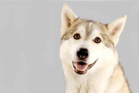 Mila. Aktenhusky. AEDIS Hausverwaltung Dorsten Mila. Aktenhusky. AEDIS Hausverwaltung Dorsten